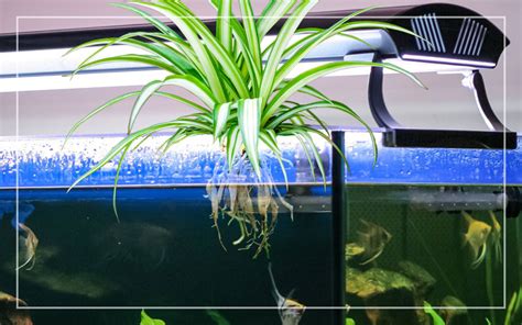 Spider in my fish tank .